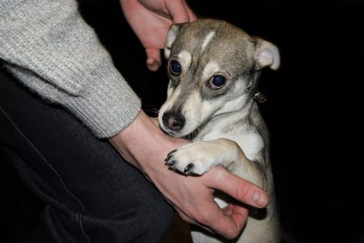 Person caresses small dog which looks sad eyes.
