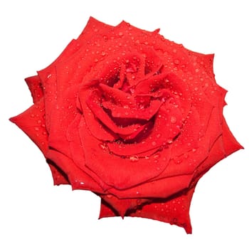 Red roses on a white background.