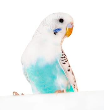 Grey-blue wavy parrot, poultry