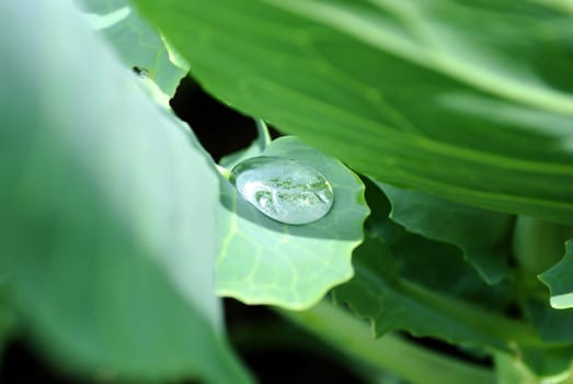Small drops of dew on sheet of a green plant..