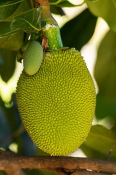 Jackfruit,tropical fruit grows directly on the trunk of the jackfruit tree
