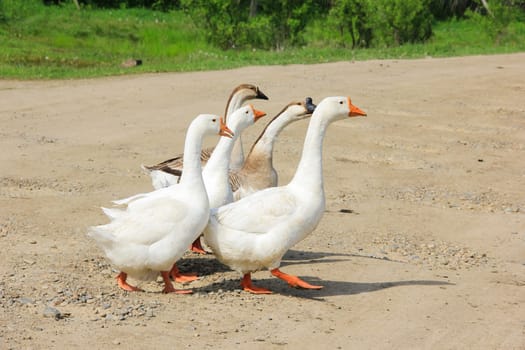 Several geese cross the road