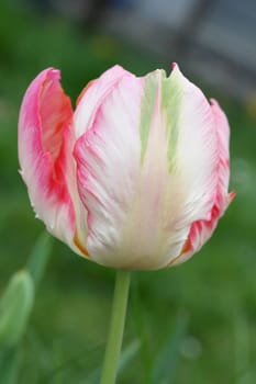 Close-up of a white-flowering tulip.