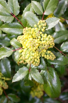 The Mahonie is an evergreen shrub without thorns.