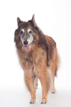 Senior dog, Belgian Shepherd Tervuren, on white studio background