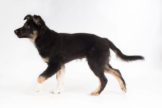 Puppy dog, Border Collie, on white studio background