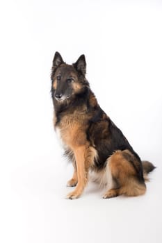 Dog, Belgian Shepherd Tervuren, white studio background