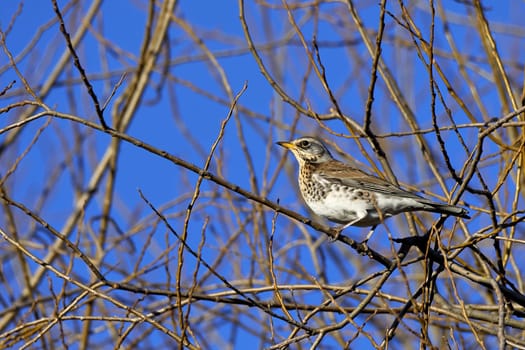 Juniper thrush in the tree