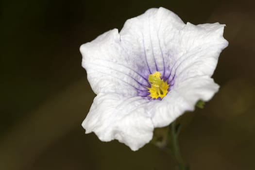 Shrub White Cup