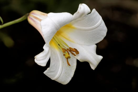 King Lily