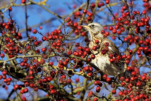 Juniper thrush in the tree