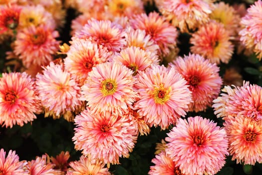 Beautiful pink chrysanthemum flowers blooming in garden. Many flowers as background. Selective focus.