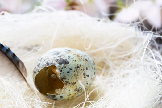 Small dappled empty egg shell in nest material.