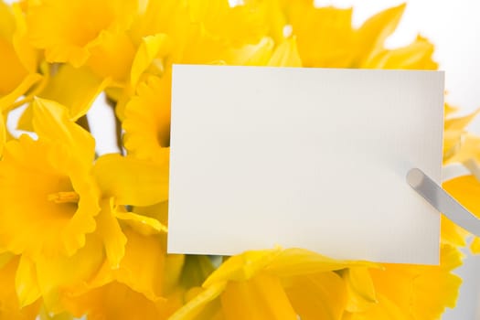 Daffodils and greeting card for spring, Easter, Mother's Day or just because.