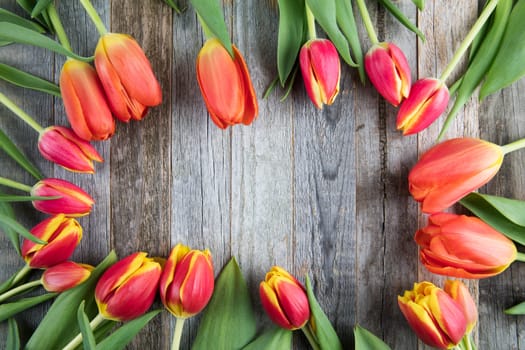 Colorful red and yellow tulips arranged in a frame on wooden sufrace.