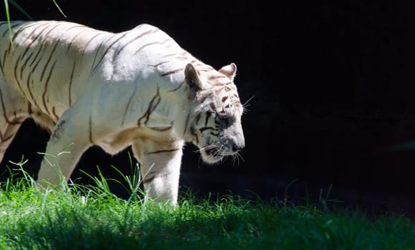 A majestic white tiger emerges from the shadows, hunting for its prey