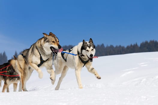 sportive dog team is running in the snow