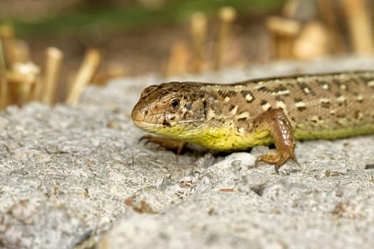 sand lizard