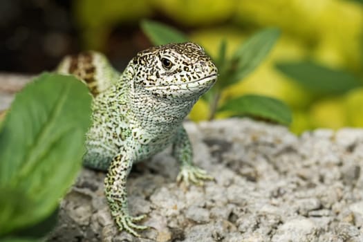 Fence lizard male