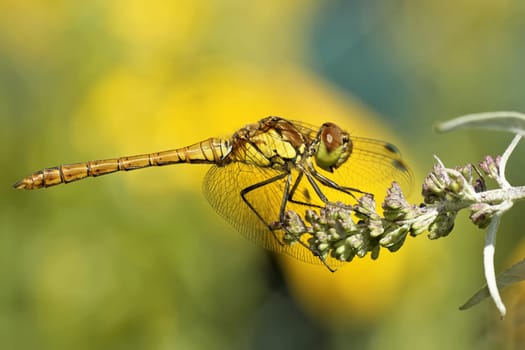 large heath dragonfly