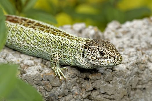 Fence lizard male