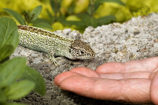 Fence lizard tame