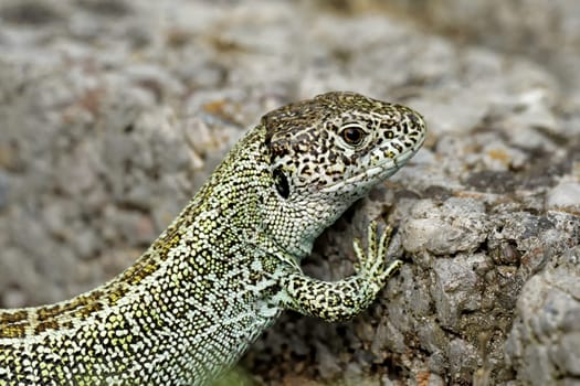 sand lizard