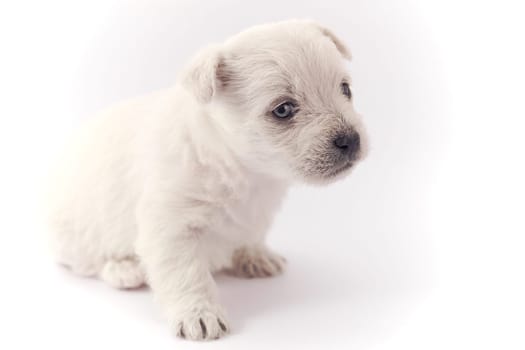 Little puppy sitting isolated over white background