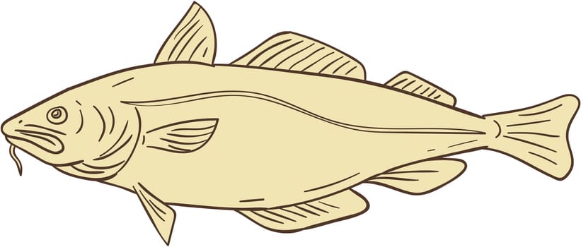 Drawing sketch style illustration of an Atlantic cod, or Gadus morhua, a benthopelagic fish of the family Gadidae, also commercially known as cod or codling viewed from the side set on isolated white background.