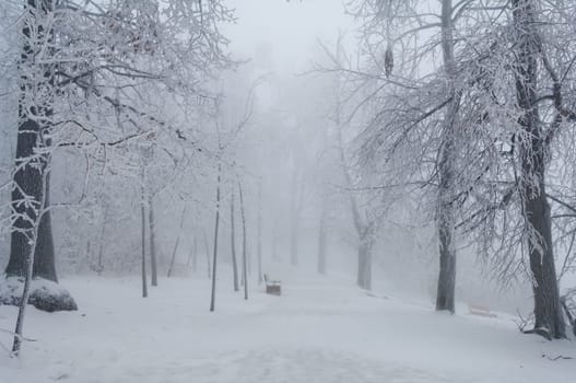Freezing rain or sleet covered the trees and surface in a park forest