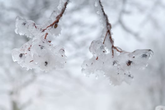 Freezing rain or sleet covered the trees and surface in a park forest