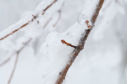 Freezing rain or sleet covered the trees and surface in a park forest