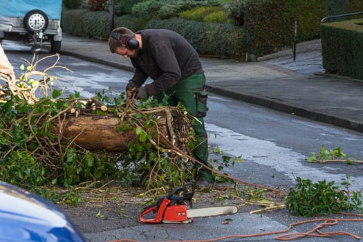 Forestry worker saws a tree trunk with a chainsaw and professional tools.
