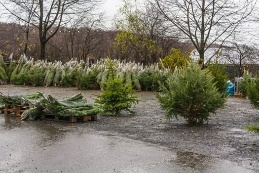 Christmas can come - Christmas tree sale.