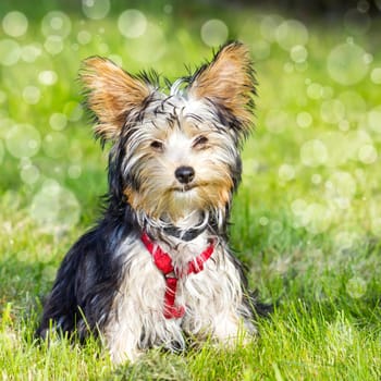 yorkshire terrier