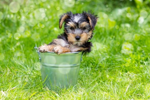 yorkshire terrier
