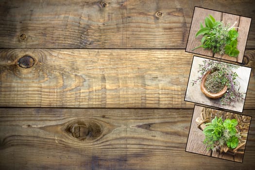 collection of freshly harvested herbs