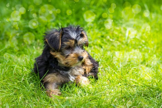yorkshire terrier