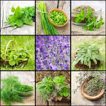 collection of freshly harvested herbs