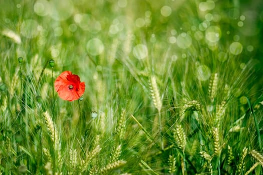 Barley field and poppy