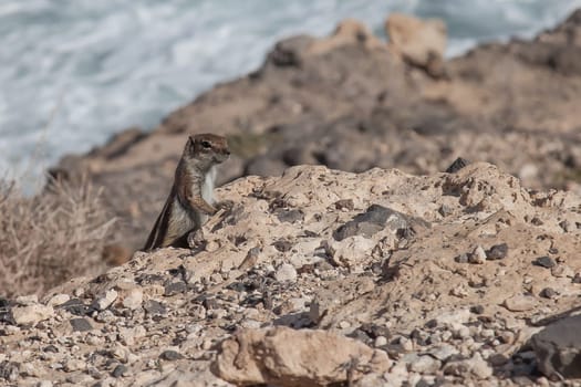 chipmunk