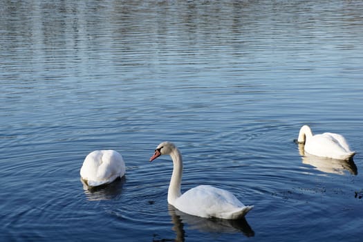 swans