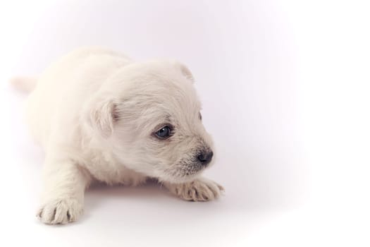 Little puppy isolated over a white background