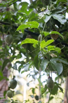 Passion fruit growing on the vine, stock photo