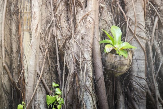 Rare texture of tree bark, stock photo