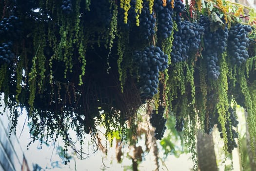 Ripe grapes hanging on tree display in food festival, stock photo