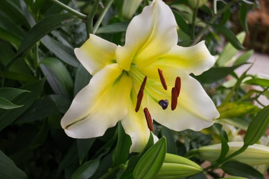 Beautiful local white lilly flower bloom, stock photo