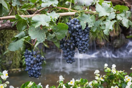 Ripe grapes hanging on tree display in food festival, stock photo