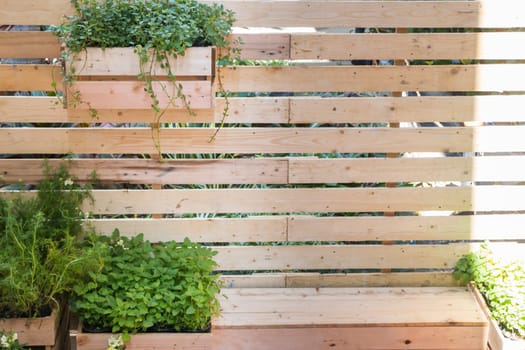 Freshly aroma herbs growing in the garden, stock photo