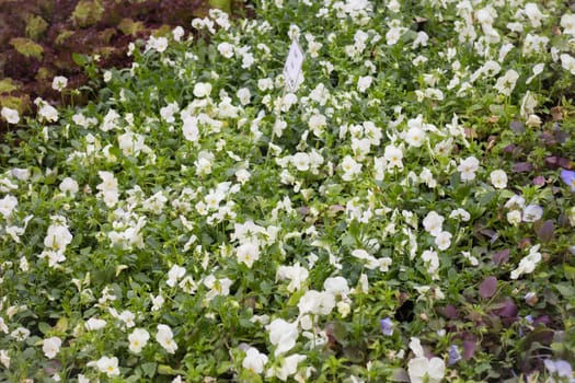 Pretty little white flower in the garden, stock photo